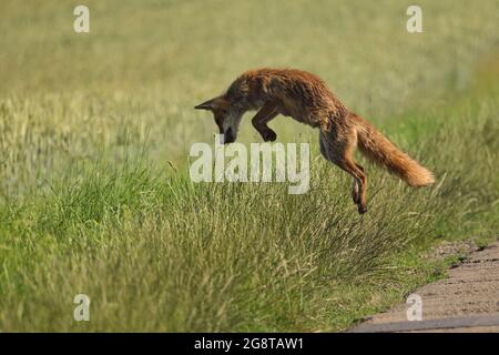 red fox (Vulpes vulpes), hunting, jumping for a mouse, Germany, Baden-Wuerttemberg Stock Photo