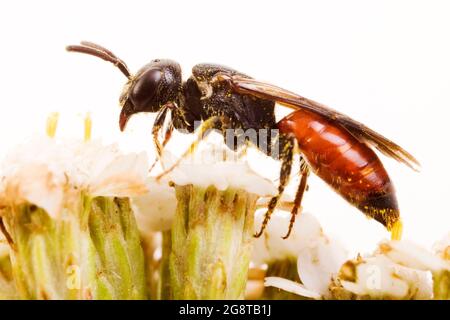 Cuckoo bee, Sweat bee, Halictid Bee (Sphecodes albilabris, Sphecodes fuscipennis), on yarrow, Austria Stock Photo