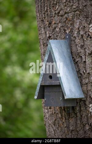self-made nesting box for birds at a tree trunk, Germany Stock Photo
