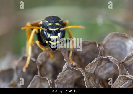 Paper wasp (Polistes nimpha, Polistes opinabilis), on its nest, Germany Stock Photo