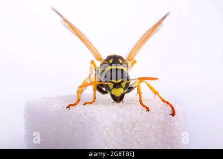 Paper wasp (Polistes gallica, Polistes dominula), feeds cube sugar, cut-out, Austria