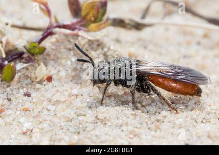 Cuckoo bee, Sweat bee, Halictid Bee (Sphecodes albilabris, Sphecodes fuscipennis), female on sandy ground, Germany Stock Photo