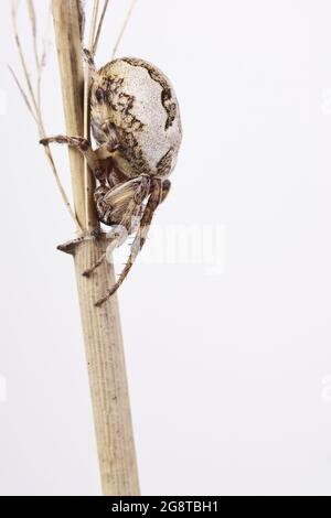 Furrow spider, Furrow Orbweaver Spider (Larinioides cornutus, Araneus cornutus), female, cut-out, Austria Stock Photo