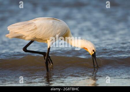 African spoonbill (Platalea alba), foraging in shallow water, Tanzania Stock Photo