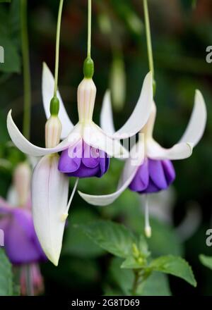 Fuchsia 'Delta's Sarah' in flower in summer, a hardy purple and white flowering fuchsia, in a garden in an English garden, North Yorkshire, England, U Stock Photo