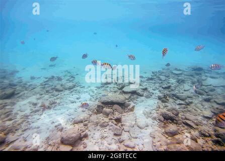 Snorkeling in the Virgin Islands background, tropical fish vector. Stock Vector