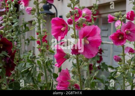 Tall colourful hollyhocks growing in Blakeney, North Norfolk UK. Stock Photo