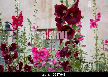 Tall colourful hollyhocks growing in Blakeney, North Norfolk UK. Stock Photo