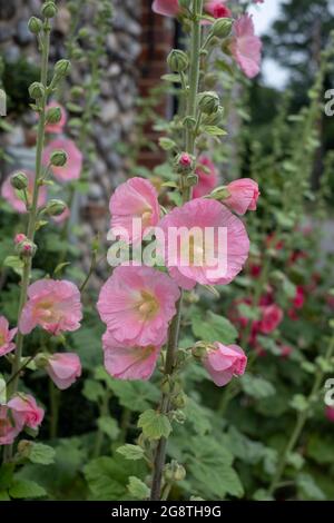 Tall colourful hollyhocks growing in Blakeney, North Norfolk UK. Stock Photo