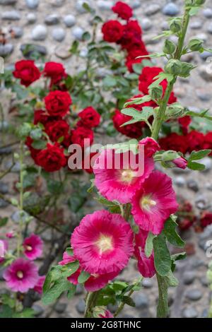 Tall colourful hollyhocks growing in Blakeney, North Norfolk UK. Stock Photo