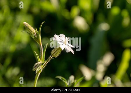 White blooming soapwort or soapweed, crow soap, wild sweet William, Saponaria officinalis flower close-up. Medical plant Stock Photo