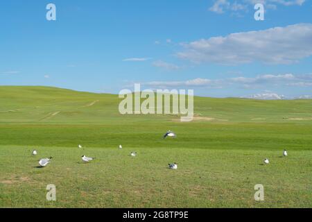 Grassland and birds with blue sky. Shot in xinjiang, China. Stock Photo