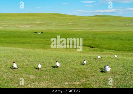 Grassland and birds with blue sky. Shot in xinjiang, China. Stock Photo