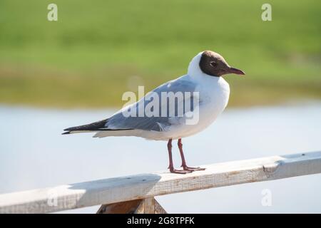 Rivers and birds with vast grassland. Shot in xinjiang, China. Stock Photo