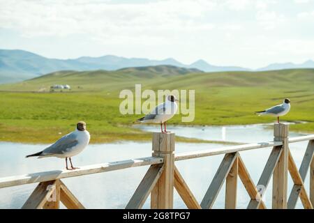 Rivers and birds with vast grassland. Shot in xinjiang, China. Stock Photo