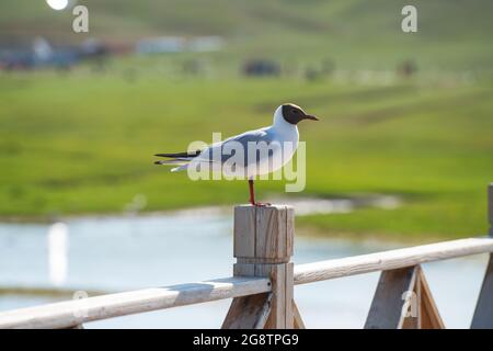 Rivers and birds with vast grassland. Shot in xinjiang, China. Stock Photo