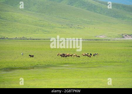 Horses with vast grassland. Shot in xinjiang, China. Stock Photo