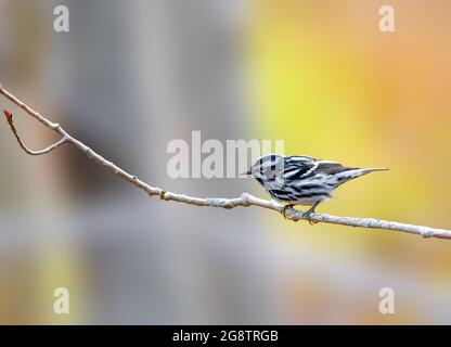 Black and white Warbler on branch in Ohio Stock Photo