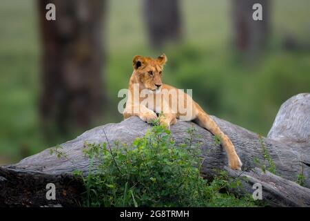 Photo of Lion cub with selective focus on the lion on the tree Stock Photo