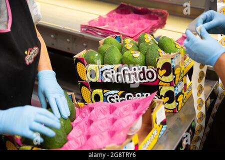 Image of fresh avocado in crates during packaging at Sigfrido factory Stock Photo