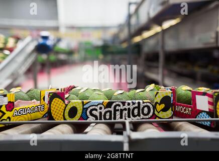 Image of fresh avocado in crates during packaging at Sigfrido factory Stock Photo