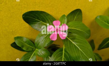 Fresh cayenne jasmine flower and leaf thai herb Stock Photo