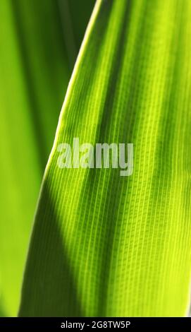 A close up macro image of the cellular pattern and structure in a bright green yellow plant leaf. Strong backlit color in a vertical portrait composit