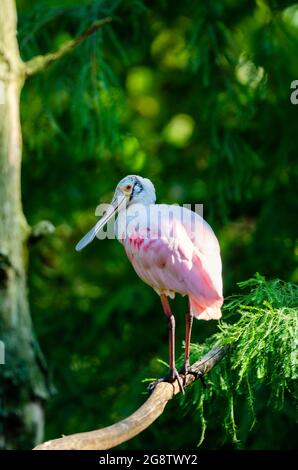 Photo of Roseated Spoonbill are medium-sized waterbirds with a football-shaped body and long legs with selective focus on the bird Stock Photo
