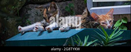 Three brown and yellow stray tabby kitty cats sleeping near rock wall and green plants in the park Stock Photo