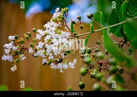 A white crape myrtle tree (Lagerstroemia) blooms, July 18, 2021, in Mobile, Alabama. Stock Photo