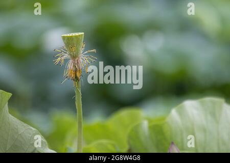 Selective focus shot of a lotus bud without petals Stock Photo