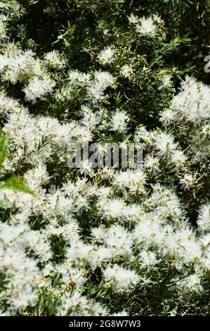 This Melaleuca (Melaleuca Linarifolia) is commonly called Snow In Summer, because the tree looks like it's covered in snow when in flower. Stock Photo