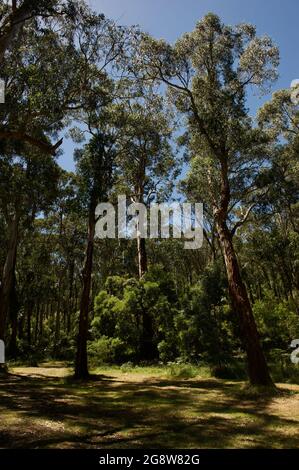 These kings of the forest are Eucalyptus Regnans, also known as Mountain Ash, or in Tasmania, as Tasmanian Oak. Their wood is popular for furniture. Stock Photo