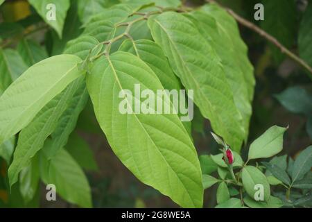 Cananga odorata leaves with a natural background. Indonesian call it kenanga Stock Photo