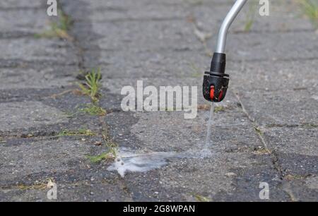 Spraying pesticide with portable sprayer to eradicate garden weeds - Weed control concept Stock Photo