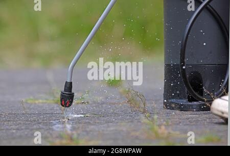 Spraying pesticide with portable sprayer to eradicate garden weeds - Weed control concept Stock Photo