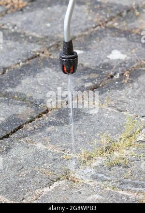 Spraying pesticide with portable sprayer to eradicate garden weeds - Weed control concept Stock Photo