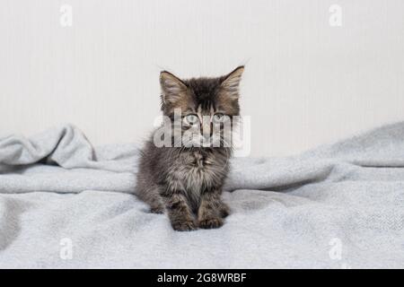 Cute little striped kitten aged 1 month cat sits on a blanket on a light minimalist background looking at camera. Goods for animals. Stock Photo