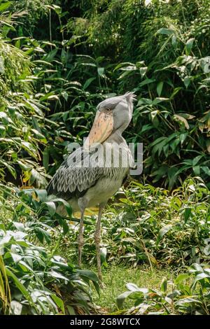 Shoebill,Balaeniceps rex, also known as whalehead is large tall bird and lives in tropical east Africa.It has huge,bulbous bill and blue-grey feather Stock Photo