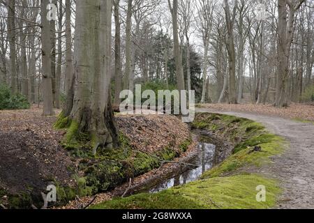 A dirt road through the forest runs parallel to a small river Stock Photo