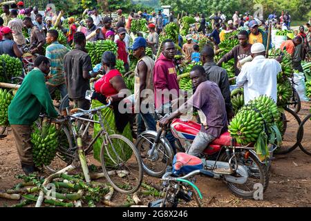 View over the banana market in Kitwa, Uganda Stock Photo