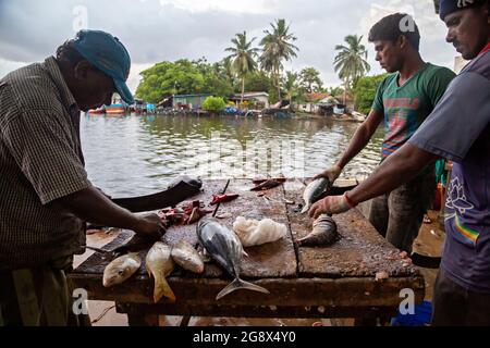 Fish cleaning in the fish market in Negombo, Sri Lanka. Stock Photo