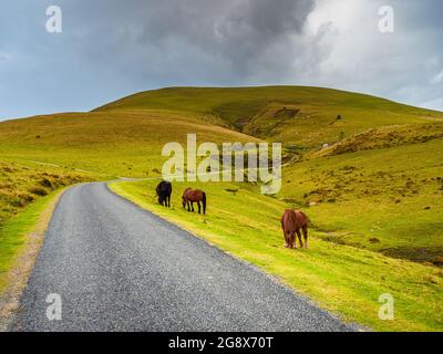 Horses graze on the side of a lonely mountain road that climbs between green pastures Stock Photo