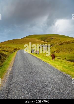 Horses graze on the side of a lonely mountain road that climbs between green pastures Stock Photo
