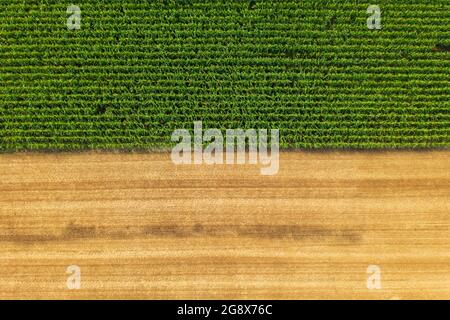 Aerial view of harvested wheat field with scattered hay bales across ...