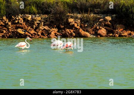 Beautiful flamingos in the Wetlands of San Pedro del Pinatar, Murcia province, on a sunny day of summer Stock Photo