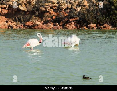 Beautiful flamingos in the Wetlands of San Pedro del Pinatar, Murcia province, on a sunny day of summer Stock Photo