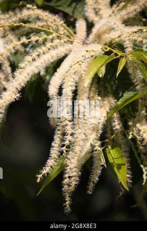 Cream-coloured Japanese sweet chestnut flowers in full bloom Stock Photo