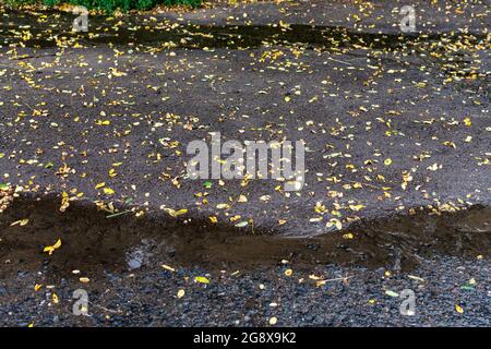 Small yellow autumn leaves cover the wet asphalt and puddles after rain. Leaves are wet and bright on the ground after an autumn rain. Stock Photo