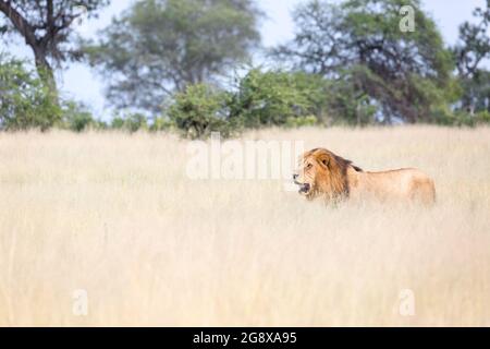 A male lion, Panthera leo, walks through long dry grass Stock Photo